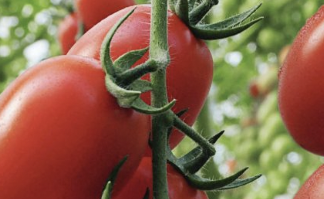 Consumatori e politica spingono l&rsquo;agricoltura verso le biosolution